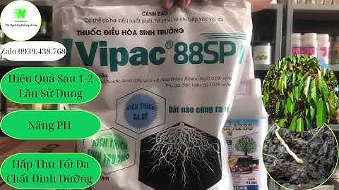 KÍCH RỄ MẠNH, ĐI ĐỌT MẬP, LÁ XANH DẦY VỚI BỘ ĐÔI 88.