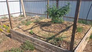 OUTDOOR GROW 2024