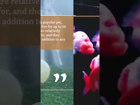 The Amazing Shades of Goldfish #goldfishworld #goldfishlove #facts