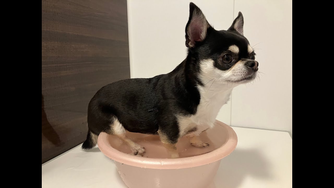 初めてのお風呂