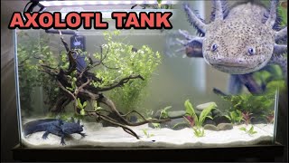 AXOLOTL TANK Planted Aquascape (Axolotl Care Guide)