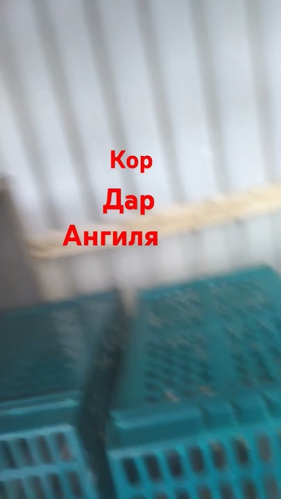 Кор дар Ангилия - YouTube
