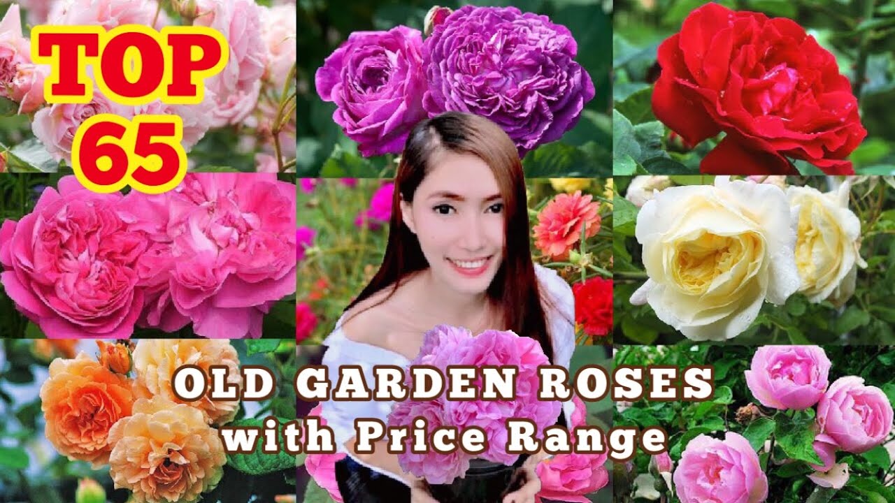 TOP 65 OLD GARDEN ROSES AND THEIR PRICE RANGE!!! :)