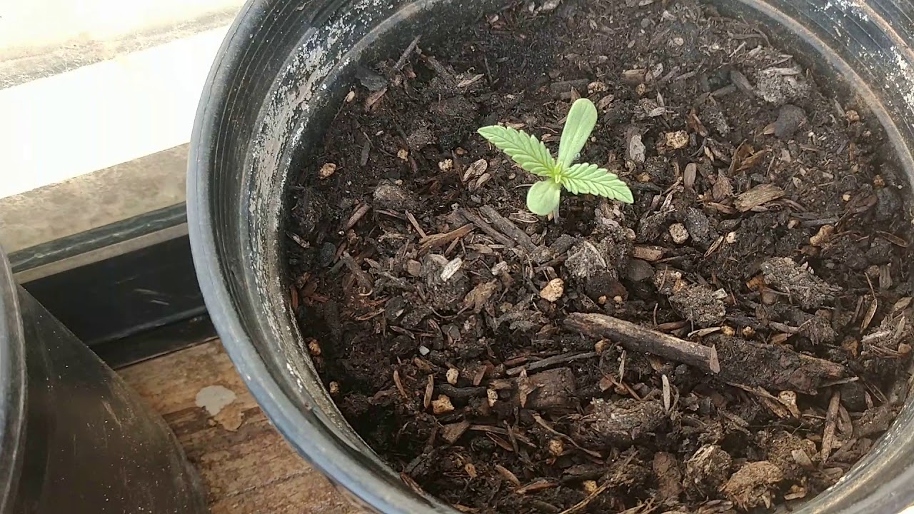 Garden update may 18th