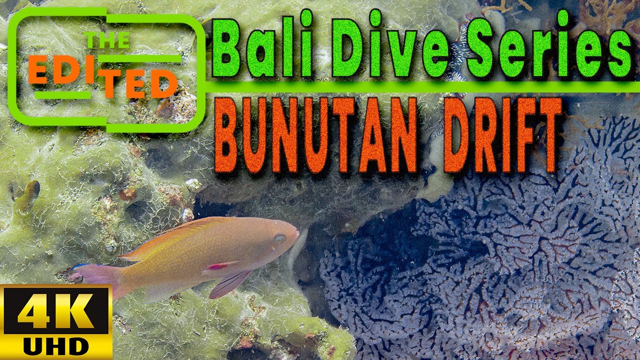 Diving Amed Bali: Exploring Bunutan’s Giant Barrel Sponges (Fish ID Tracker)