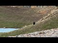 Large Male Grizzly Bear chases Female Black Bear and her Cub