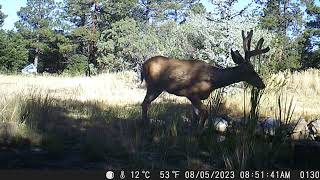 Bucks in Backyard