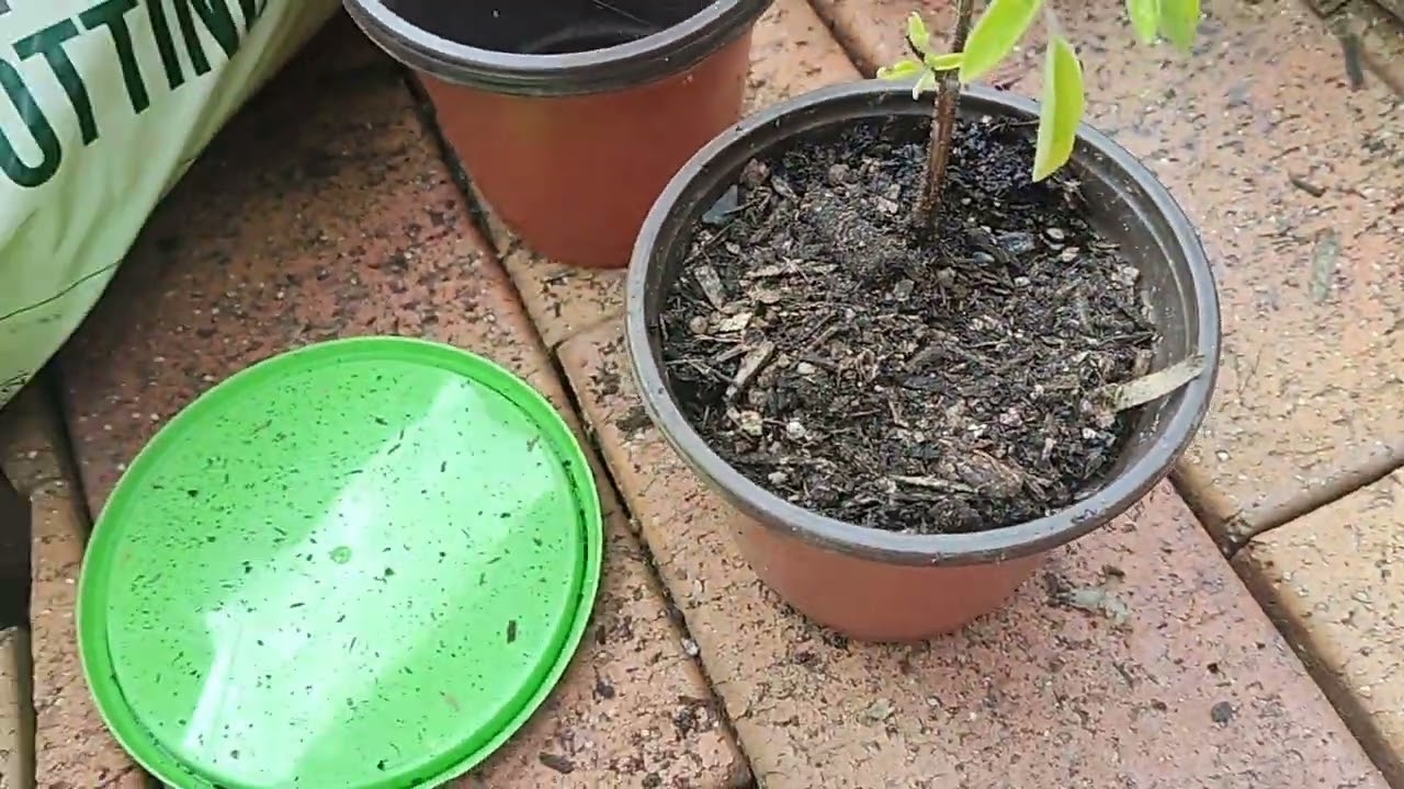 Basil and Bees on my birthday - thank you SO much for your kindness - 🤍🤍🌕🌕✨✨🐝🐝🤗🤗🌠🌠