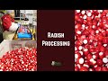 Radish Processing: Topping and Tailing Radishes