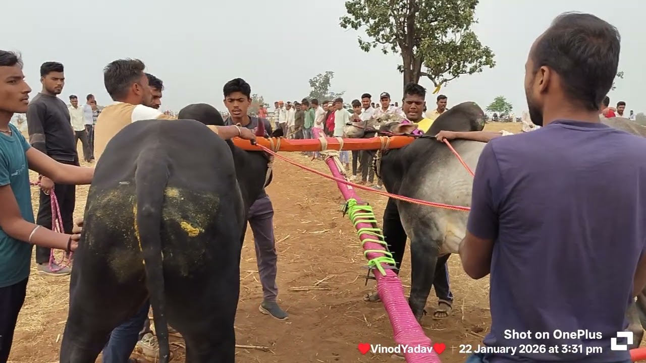 युवराज यादव सदर बैतूल और संतलाल जी यादव लापाझिरी यांची जोड़ मथुर - मथुर ची सुट्टी।