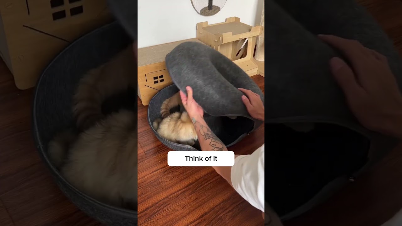 I thought cat beds were useless but I was completely wrong