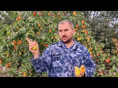 хотите много груш? сажайте этот сорт!!!