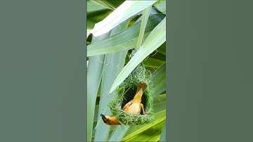Viral Video: INCREDIBLE Baya Weaver Bird Nest Building Skills! #goldenbird #goldensparrow