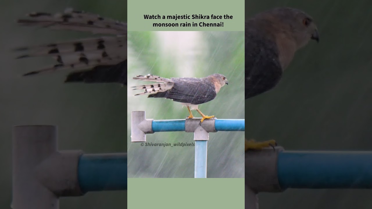Watch a majestic Shikra face the Northeast monsoon rain in Chennai!