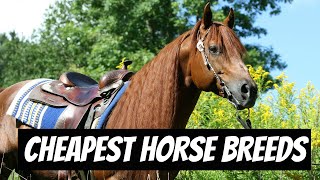 Cheapest Horse Breeds || LowCost Horse Breeds || Affordable Horse Breeds #horses