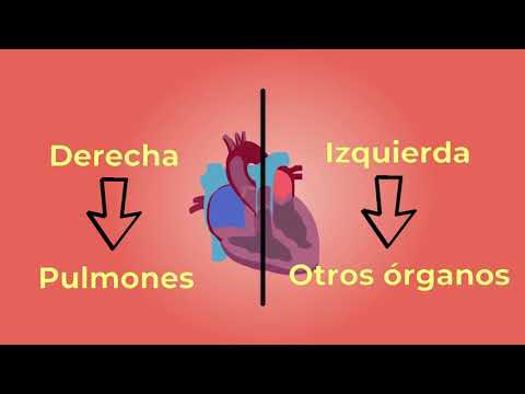 Video: ¿Quién envía sangre desoxigenada a los pulmones?