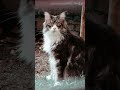 MANIE COON- miado #gatogigante #curiosidades