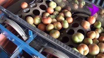 Sorting tomatoes by size