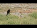 Exposed on the Flats | Big Sky Bears | BBC