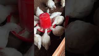 Broiler Chickens at 4 Weeks Progress Broiler Chickens at 4 Weeks Progress