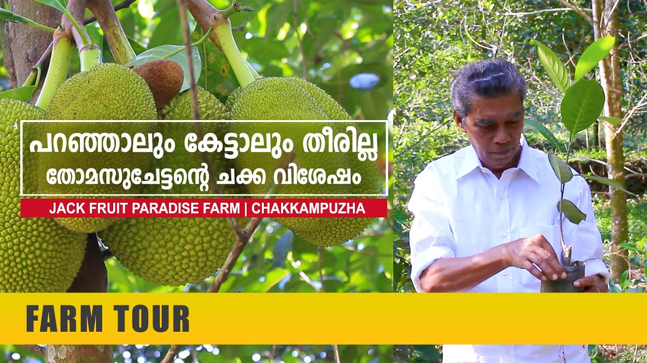 പറഞ്ഞാലും കേട്ടാലും തീരില്ല തോമസ് ചേട്ടന്റെ ചക്ക വിശേഷം |  Jack Fruit Paradise Farm | Chakkampuzha