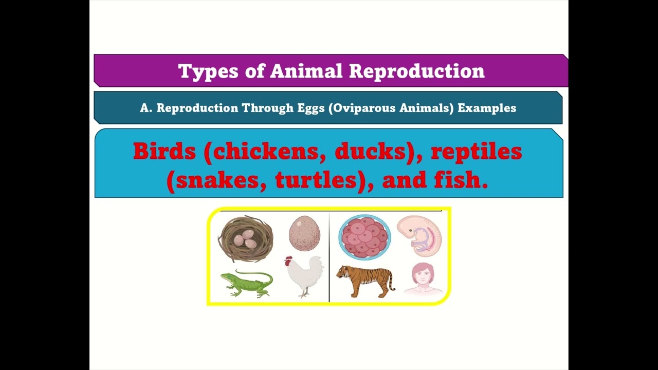 Viviparous And Oviparous Animals Reproduction In Animals The Evolution
