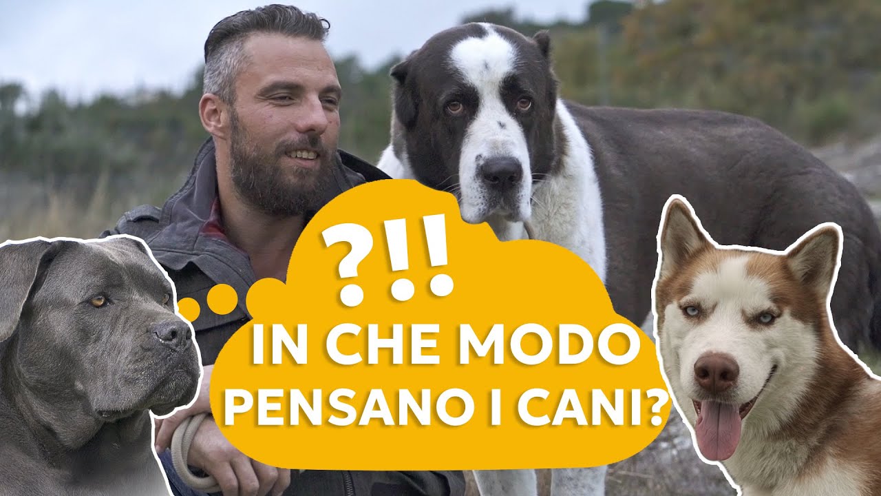 IN CHE MODO PENSANO I CANI?