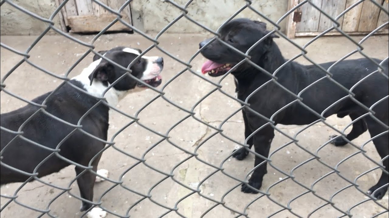 Вязка собак питбули - YouTube