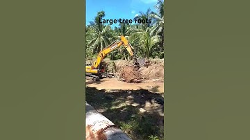 Removing large tree roots #backhoe #excavator #riverside #roots #trees