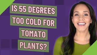 Is 55 degrees too cold for tomato plants?