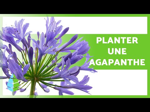 Vidéo: Soins d'hiver pour l'agapanthe - Apprenez à prendre soin de l'agapanthe en hiver