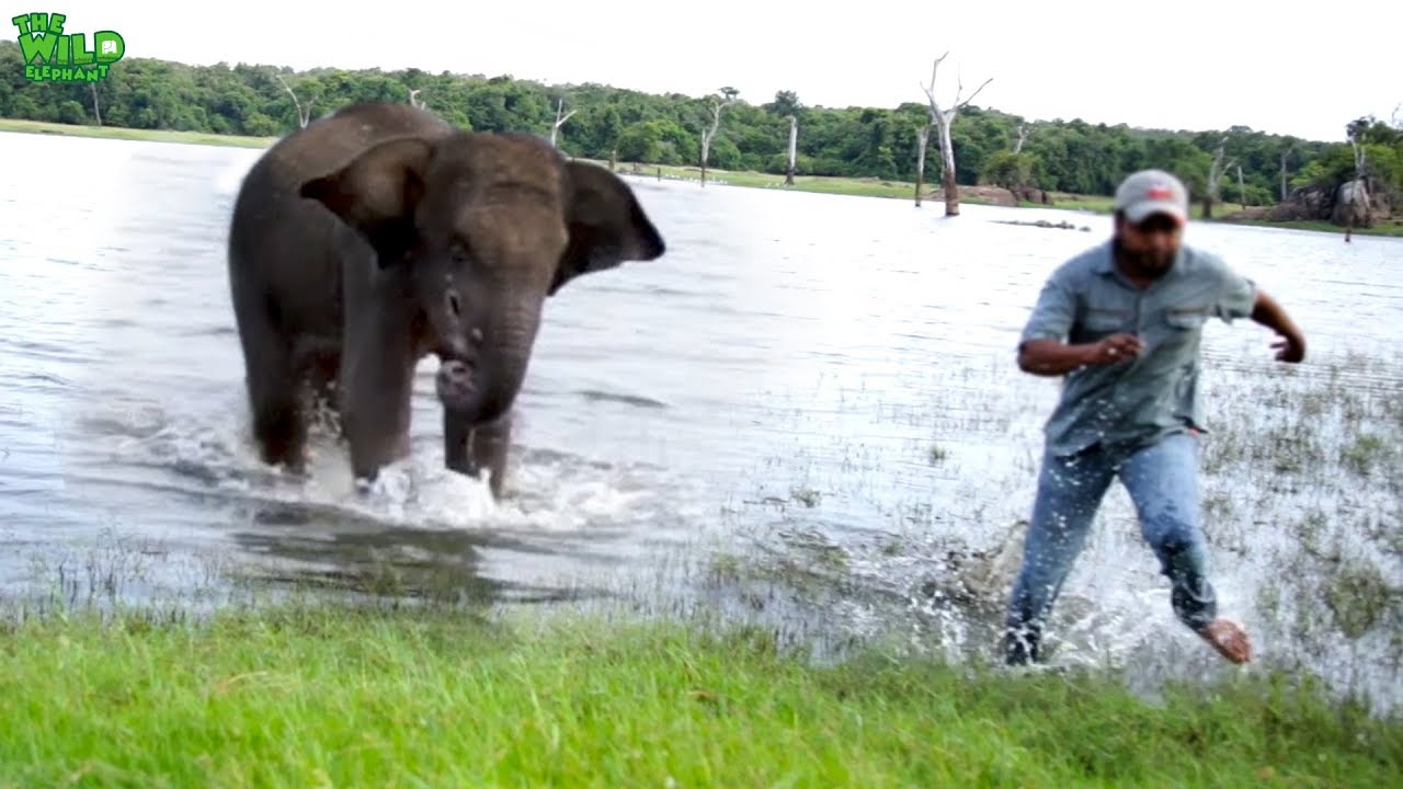 sri lanka elephants national park Wounded elephant in the mouth chases vet doctors trying to treat wounds