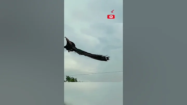 Beautiful Peacock Flying 🦚 Unbelievable 🫣 #Peacockflying #viral #shorts #mzfunnyanimals