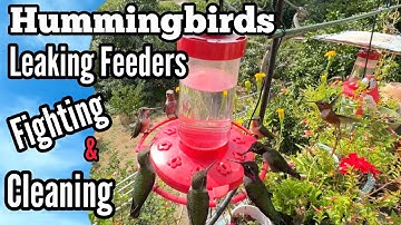 ISSUES* Hummingbird Feeder Leaking Cause, Stop Bullying Fighting Hummingbirds, Cleaning Bird Feeders