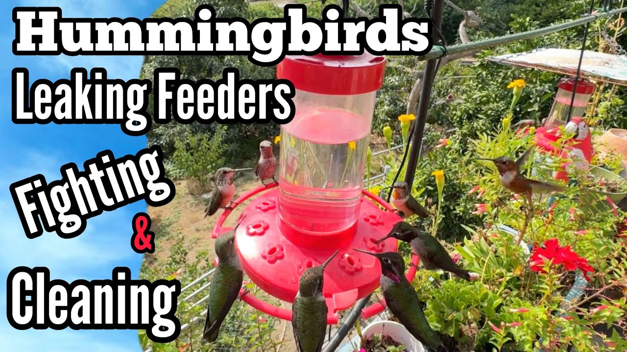 ISSUES* Hummingbird Feeder Leaking Cause, Stop Bullying Fighting