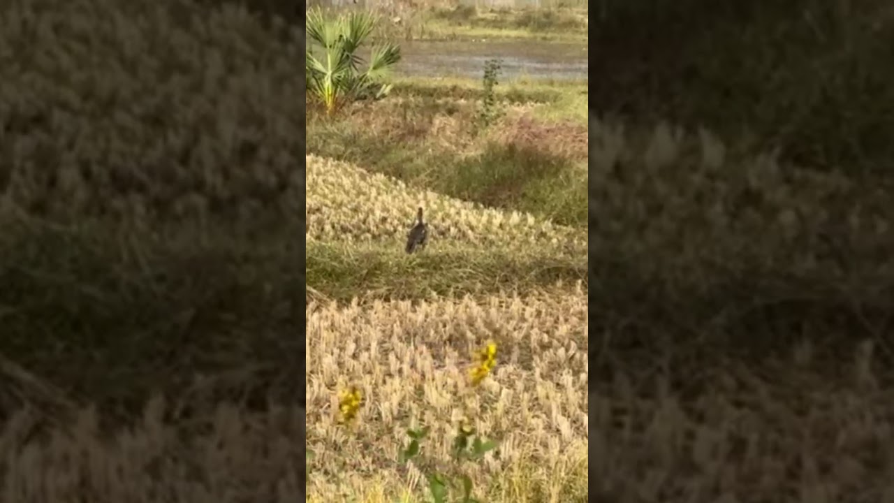 Hitting 300million years back