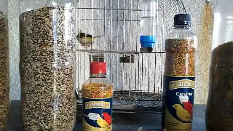 Como preparar ração para canário belga?