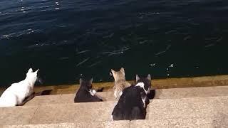 cat fishing 猫捕鱼