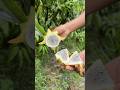 Exotic yellow dragon fruit🥝 cutting exotic Israel dragon fruit 🍋‍🟩 #fruit #exotic #fruitcutting