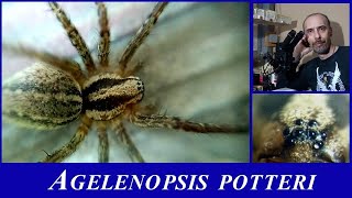 Agelenopsis potteri