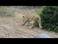 Lioness and her 9 week old cubs in the Sabi Sand