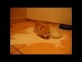 Cute kitten playing with a bowl of milk