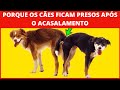 Por que os CÃES ficam presos após o ACASALAMENTO