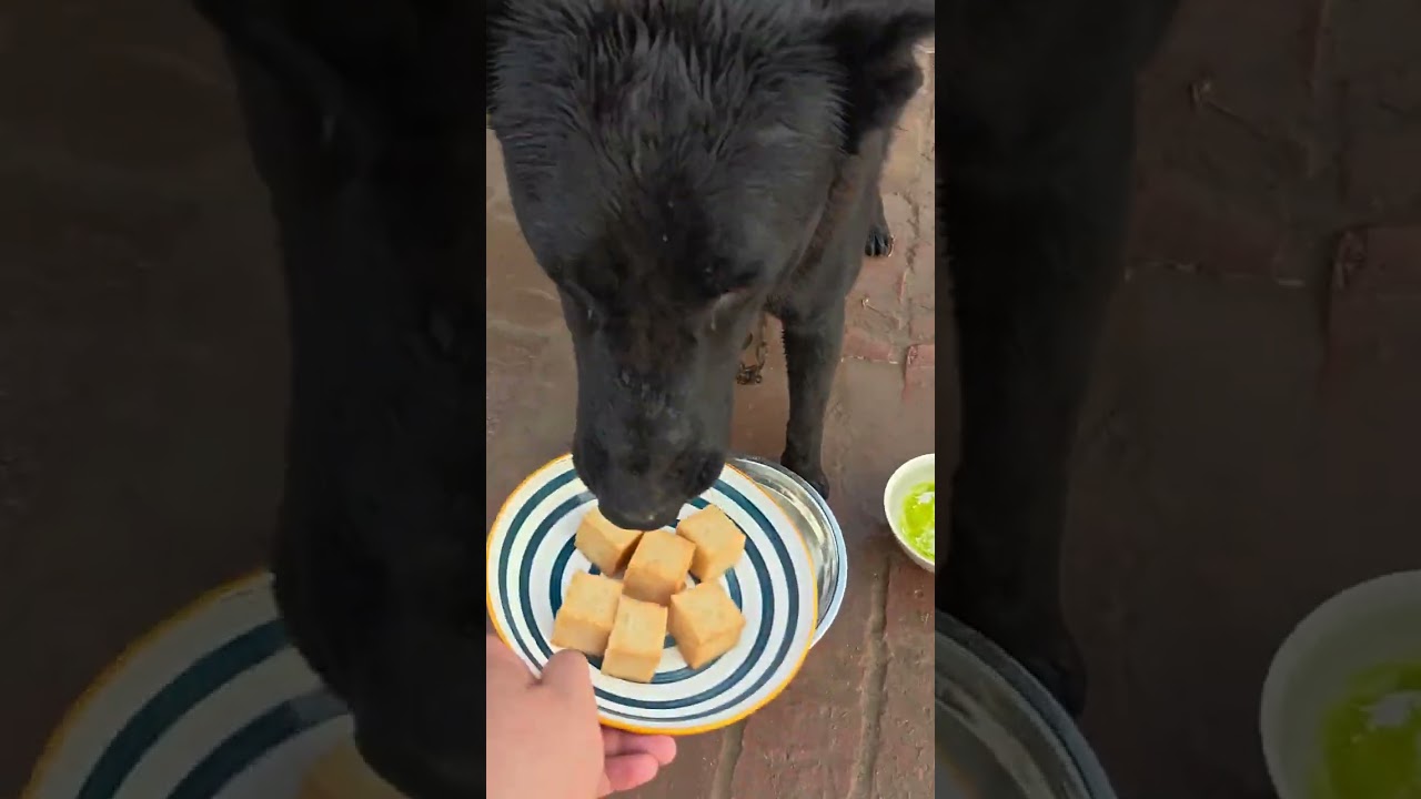 黑毛狗狗大啖天蓬大戰豆橛子AU魚塊超滿足！