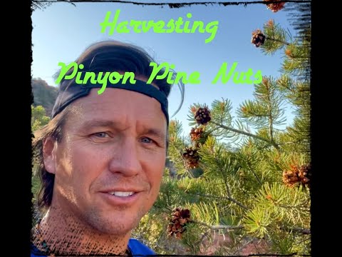 Harvesting Pinyon Pine Nuts