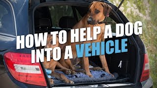 How To Help A Dog Into A Vehicle