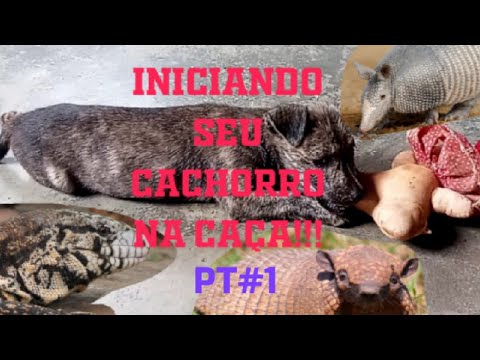 Vídeo: Como Treinar Um Cachorro Para A Caça