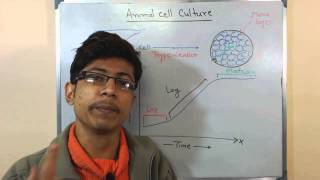 Animal cell culture 8 - cell growth - YouTube