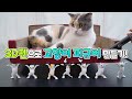 3D 펜으로 어디서 많이 본 고양이 피규어 만들기!! 【산냥고 Ep.10】 | 고양이산책