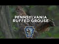 Pennsylvania Ruffed Grouse